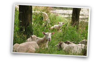 Bestel uw Herderham of Herder droogworstjes online